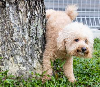 A fluffy cream-colored poodle dog urinating against a tree trunk.