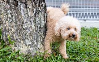 A fluffy cream-colored poodle dog urinating against a tree trunk.