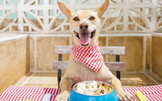 Happy dog wearing a red bandana enjoys a meal of dog food.