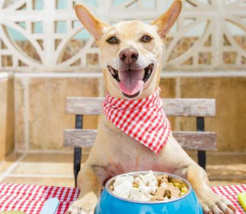 Happy dog wearing a red bandana enjoys a meal of dog food.