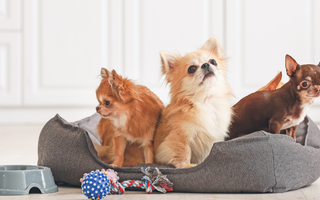 Three adorable Chihuahuas relaxing together in a cozy dog bed.