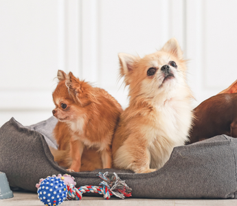 Three adorable Chihuahuas relaxing together in a cozy dog bed.