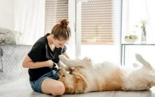 Young woman playing with a Golden Retriever dog on the floor.
