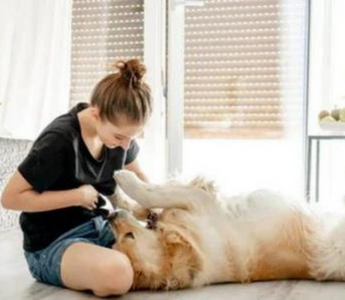 Young woman playing with a Golden Retriever dog on the floor.