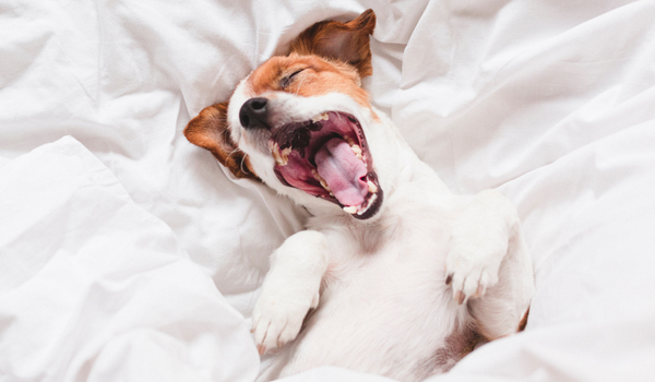 How To Tire Out a Energetic Puppy