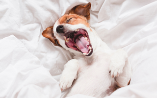 Happy Jack Russell Terrier yawning in bed