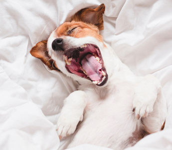 Happy Jack Russell Terrier yawning in bed