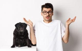 How to Calm an Anxious Dog?