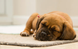 Adorable brown puppy sleeping soundly on a rug.