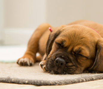Adorable brown puppy sleeping soundly on a rug.