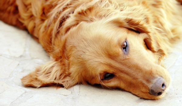 Is Your Dog Dehydrated? Warning Signs of Dehydration in Dogs