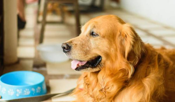 Is Your Dog at Risk of High Cholesterol?