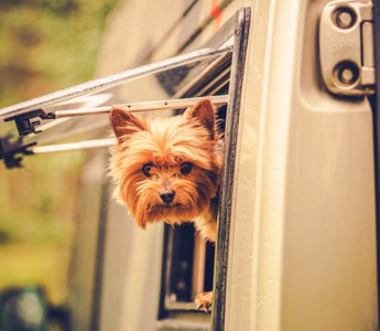 Yorkshire Terrier dog peeking out of camper van window