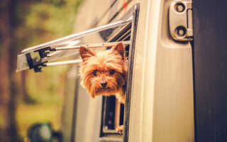 Yorkshire Terrier dog peeking out of camper van window