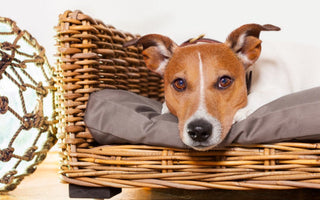 Basset Hound resting on a wicker dog bed.