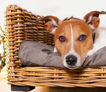 Basset Hound resting on a wicker dog bed.