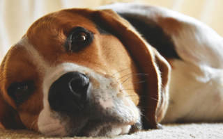Adorable Beagle dog resting on carpet