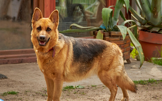 Friendly German Shepherd dog standing outdoors