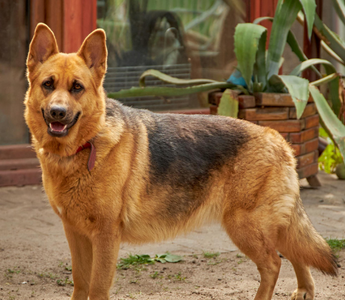Friendly German Shepherd dog standing outdoors