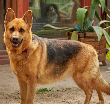 Cherishing the Bond with Your Beloved Pet