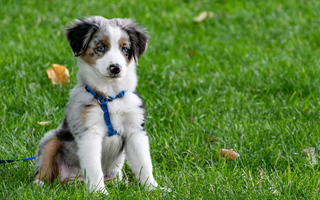 Adorable blue merle Australian Shepherd puppy sitting on grass