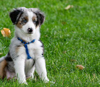 Adorable blue merle Australian Shepherd puppy sitting on grass