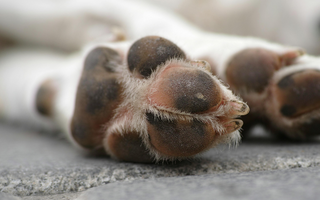 Close-up of a dog's paws resting on pavement. 