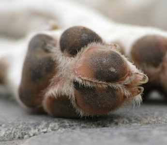 Close-up of a dog's paws resting on pavement. 