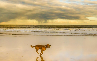 Golden retriever running on a beach, ocean in background