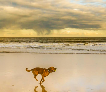 Golden retriever running on a beach, ocean in background