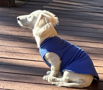 Adorable cream-colored longhaired dachshund puppy wearing a blue sweater sits on a wooden deck.