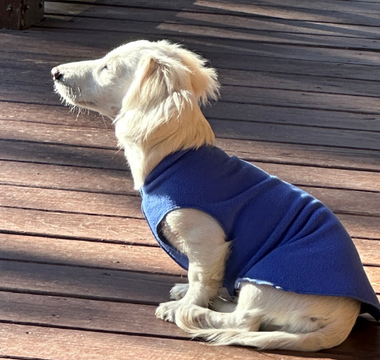 Adorable cream-colored longhaired dachshund puppy wearing a blue sweater sits on a wooden deck.