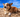 Fluffy Pembroke Welsh Corgi relaxing on sandy beach under blue sky