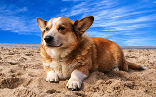 Fluffy Pembroke Welsh Corgi relaxing on sandy beach under blue sky