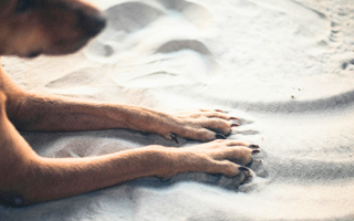 Dog paws resting in beach sand