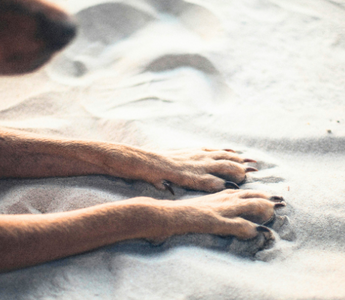 Dog paws resting in beach sand