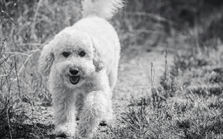 Adorable fluffy white poodle dog walking on a path