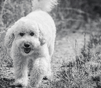 Adorable fluffy white poodle dog walking on a path