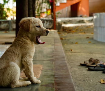 Letting Go of Guilt: Understanding Pet Loss and Finding Peace