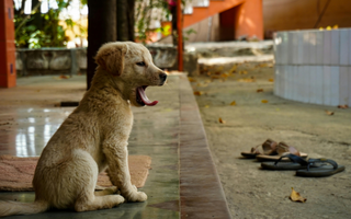 Yawning golden retriever puppy sitting on a patio