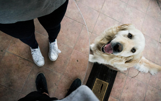 Happy Golden Retriever dog sitting on tiled floor, looking up at owners' feet.