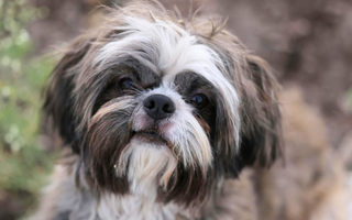 Close-up of an adorable Shih Tzu dog with fluffy brown and white fur.