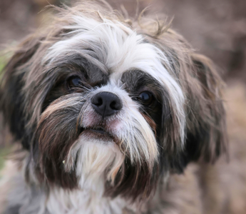 Close-up of an adorable Shih Tzu dog with fluffy brown and white fur.