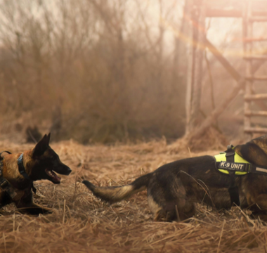 Letting Go of Guilt: Embracing the Love You Shared with Your Pet