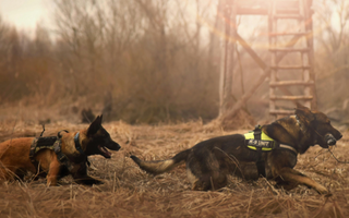 Two K-9 police dogs in harnesses working in a field.
