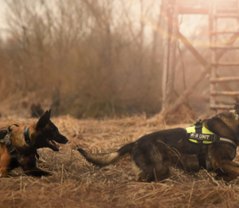 Two K-9 police dogs in harnesses working in a field.