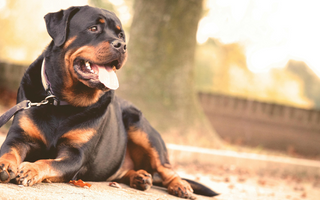 Happy Rottweiler dog relaxing outdoors