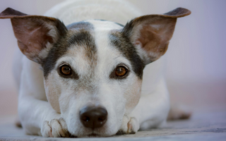 Close-up of a Jack Russell Terrier dog lying down, looking directly at the camera.