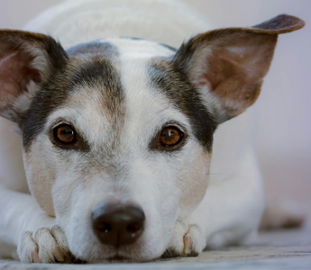Close-up of a Jack Russell Terrier dog lying down, looking directly at the camera.
