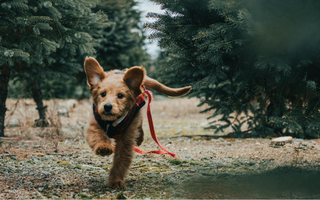 Meaningful Ways to Honor Your Beloved Pet’s Birthday and Celebrate Their Life